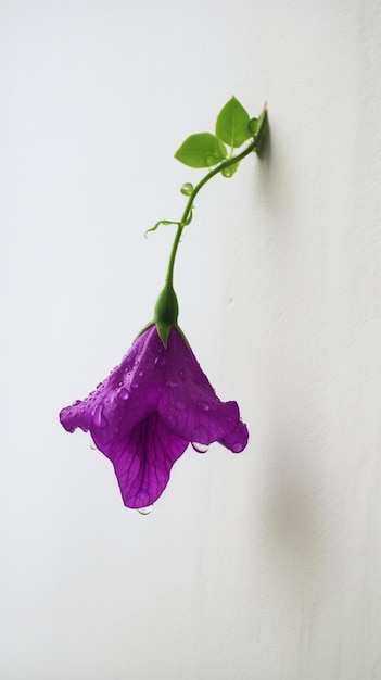 A purple flower hangs on a wall in the rain.