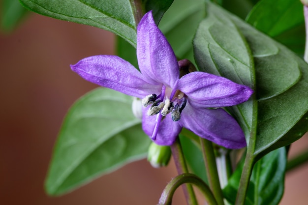 屋内ホットビターペッパーの紫色の花のクローズアップマクロ写真