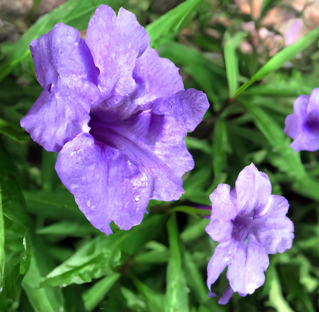 A purple flower is blooming in the grass.