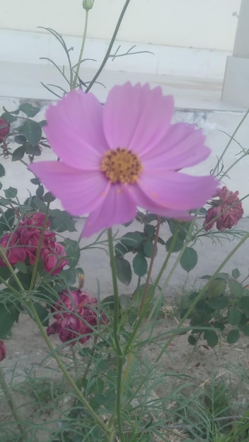 a purple flower is in front of a white wall