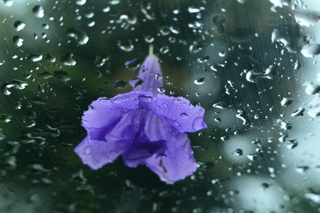 Foto un fiore viola è in un bicchiere con gocce d'acqua