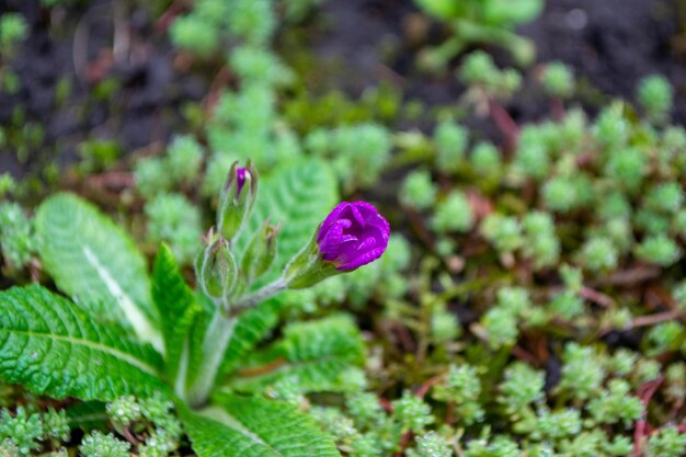 Photo a purple flower is growing on a patch of grass and has a small patch of moss on it