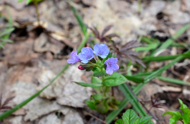 Foto un fiore viola sta crescendo nel bosco vista in alto