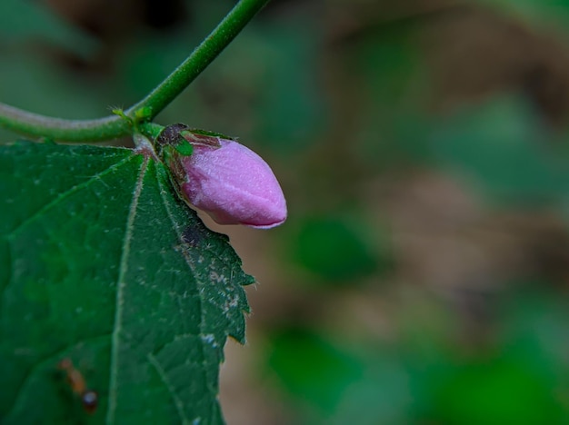 A purple flower is on a leaf