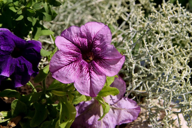 A purple flower is surrounded by other flowers.