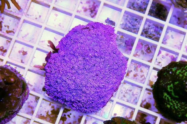 Photo a purple flower is on a tile floor