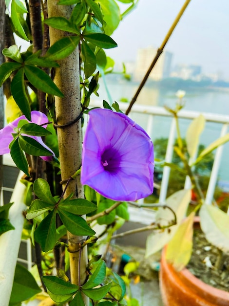 Un fiore viola è su una vite con una vista della città sullo sfondo