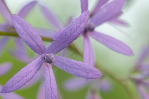 Photo purple flower macro background