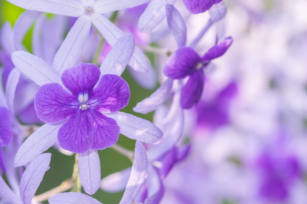 Purple flower macro background