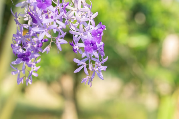 Purple flower macro background