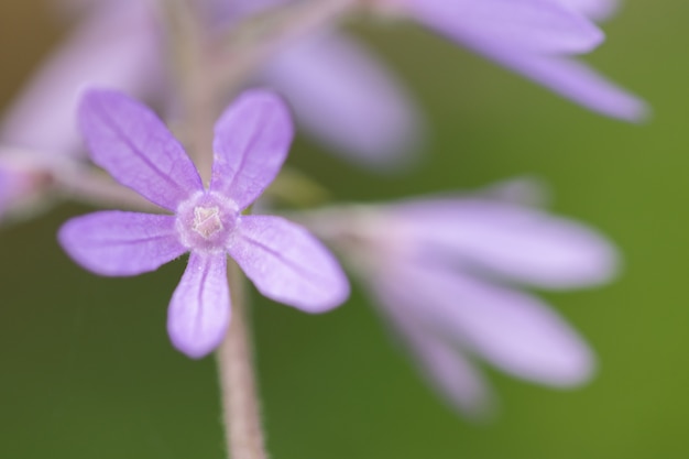 Purple flower macro background