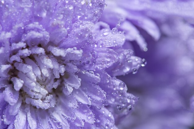 Purple flower macro background