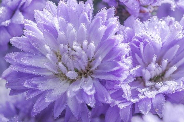 Photo purple flower macro background