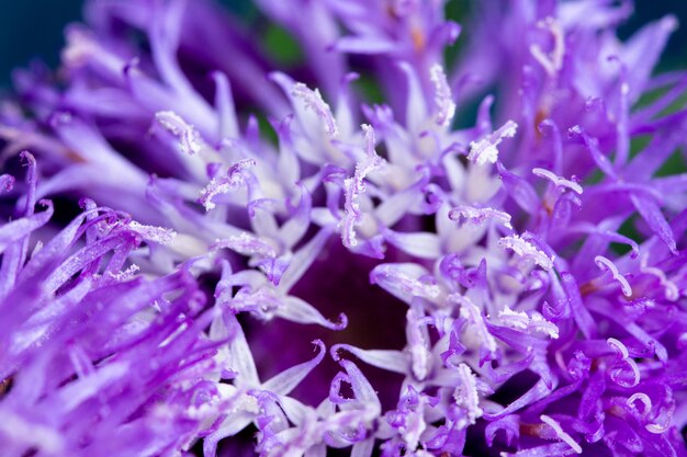 Purple flower macro background