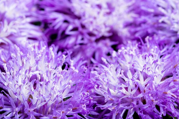 Purple flower macro background