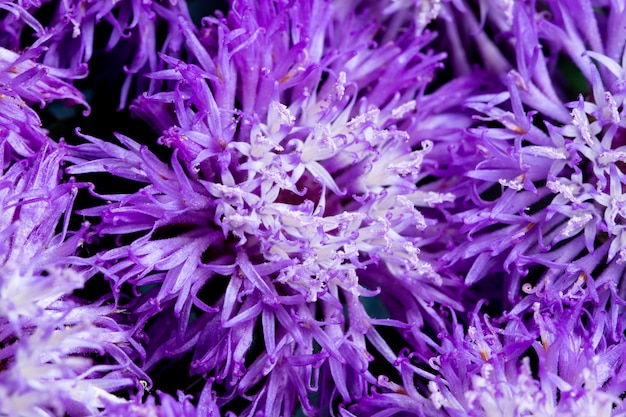 Purple flower macro background