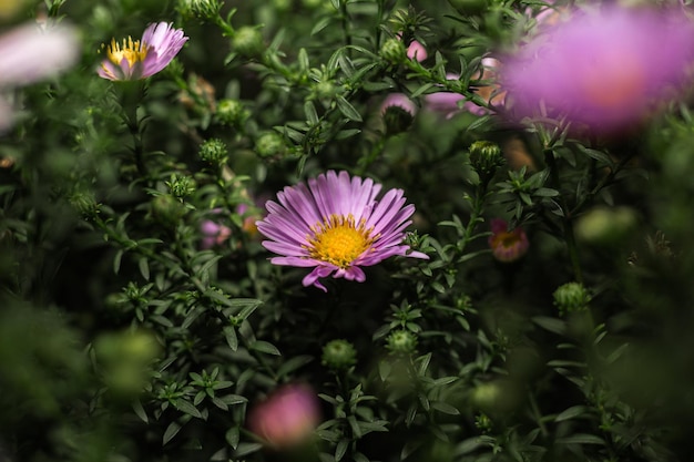 自然の中の紫の花