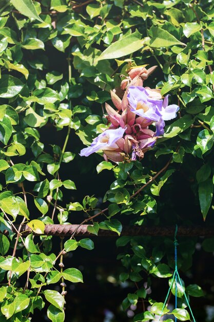 緑とプランテーションの公園で紫色の花。