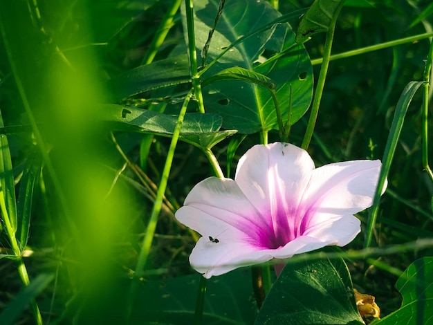 Foto purple flower picture hd