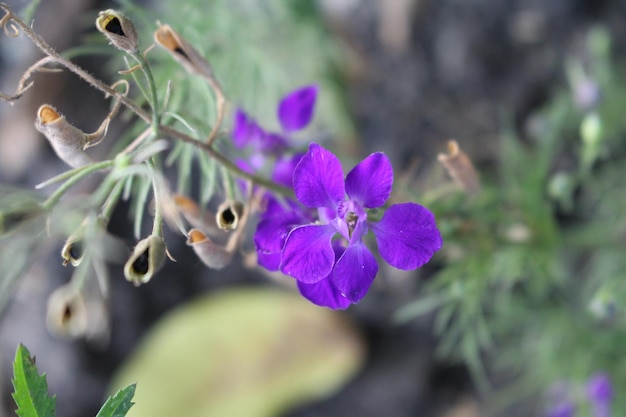 A purple flower on a plant