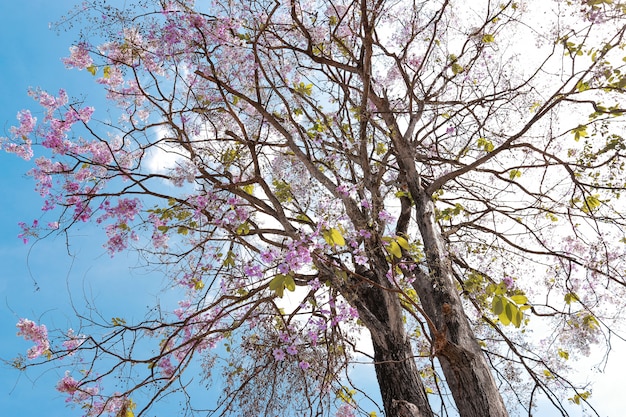 Purple flower tree on bright blue sky