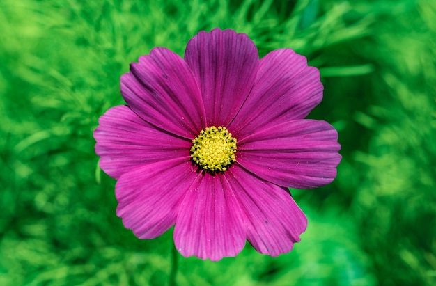 庭の近くに紫色の花