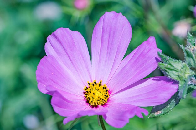 purple flower up close in a garden