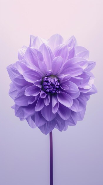 Purple Flower on White Background