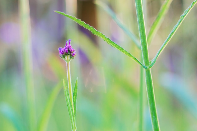 Photo purple flower in winter