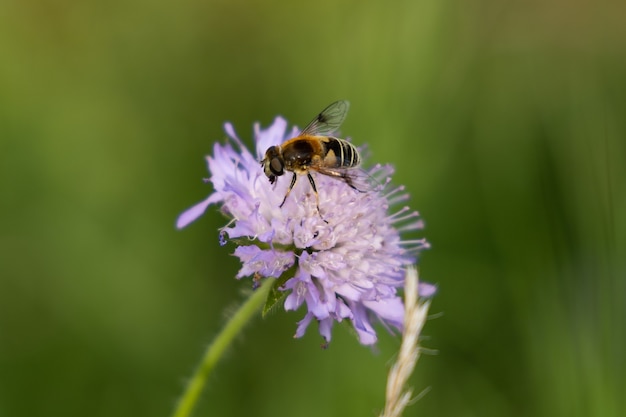 写真 晴れた日に森の中で蜂と紫色の花