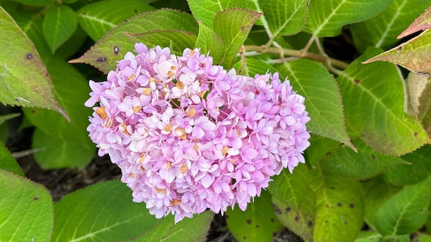 a purple flower with bees on it and a bee on it