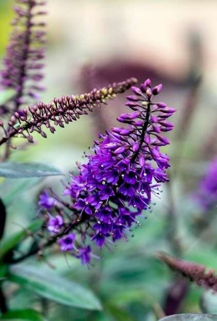 purple flower with blur background