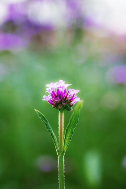 Purple flower with blurred background.