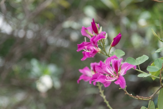 Purple flower with blurry background.