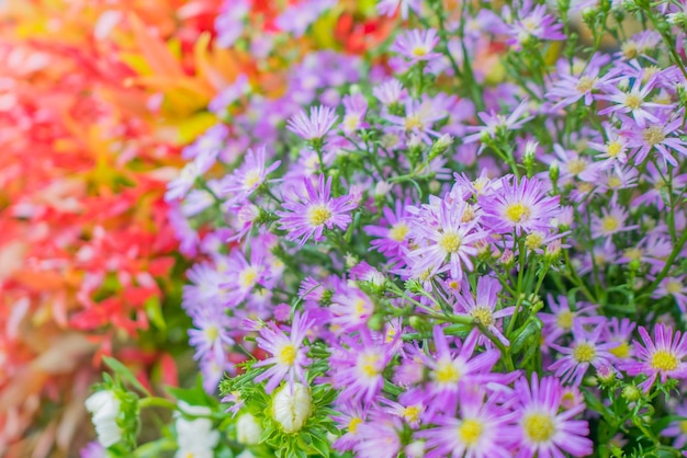 カラフルな葉の紫色の花