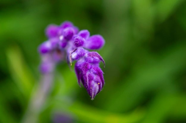 緑の背景のマクロ写真と紫色の花