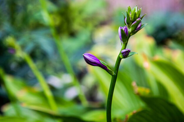 Photo a purple flower with a green leaf in the background