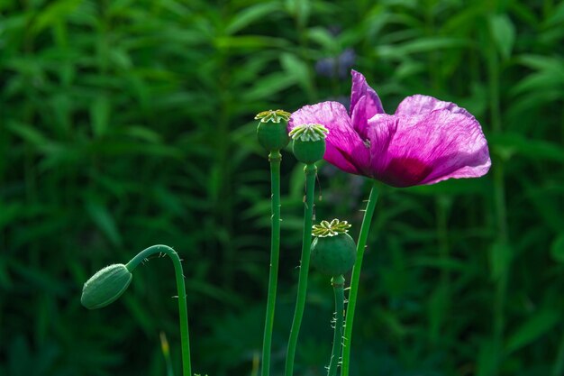 A purple flower with a green stem and a purple flower with the word " on it. "