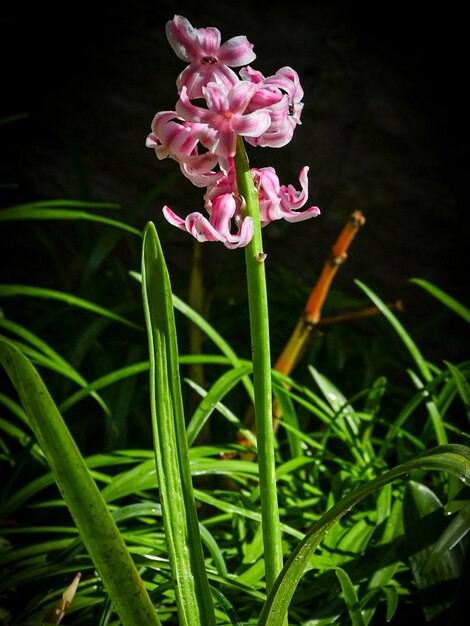 a purple flower with the name quot h quot on it