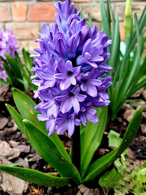 a purple flower with the name quot spring quot on the bottom