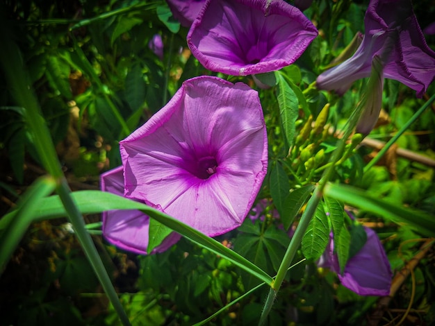 a purple flower with the number 1 on it