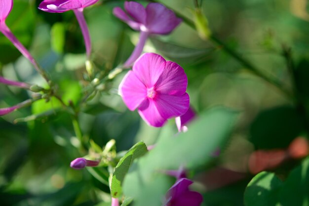 中心がピンク色の紫色の花が緑の葉に囲まれています。