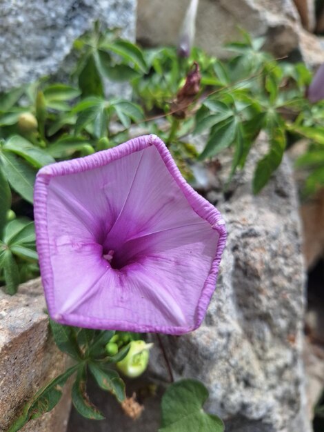 purple flower with a purple cover