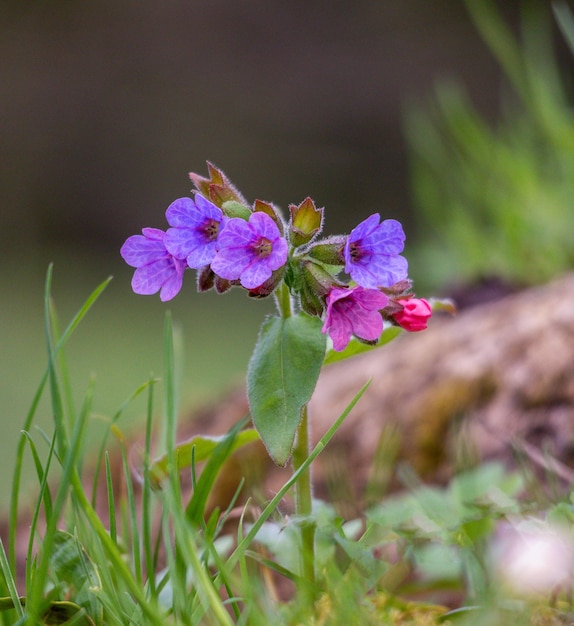 A purple flower with a red berry on it