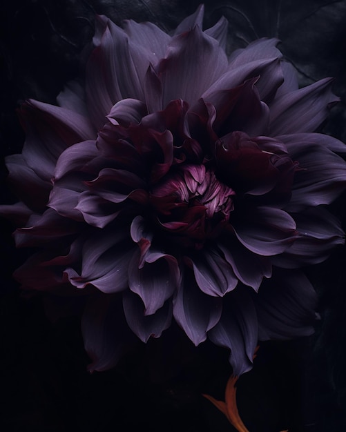 Photo purple flower with a red stem on a black background generative ai