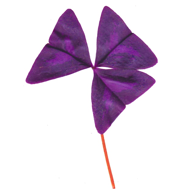 A purple flower with a red sticker that says'petals'on it