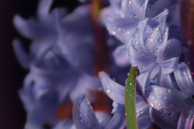 花びらに光沢のある水滴が付いた紫色の花