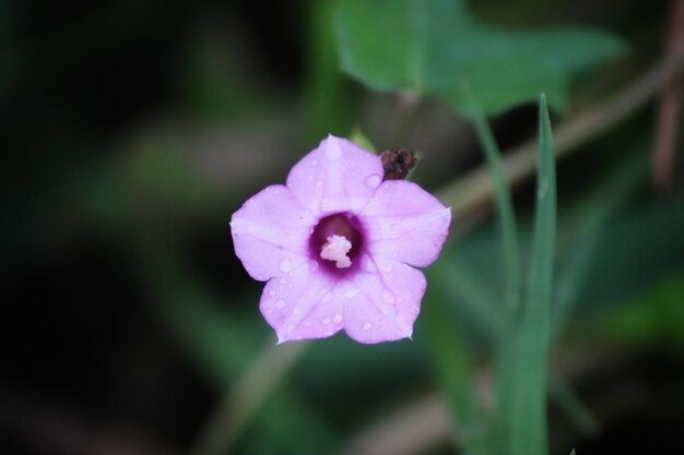 A purple flower with a small ant on it