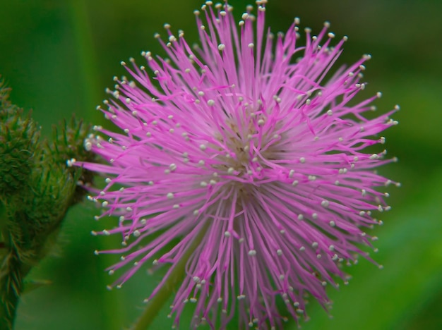 A purple flower with small white dots on it