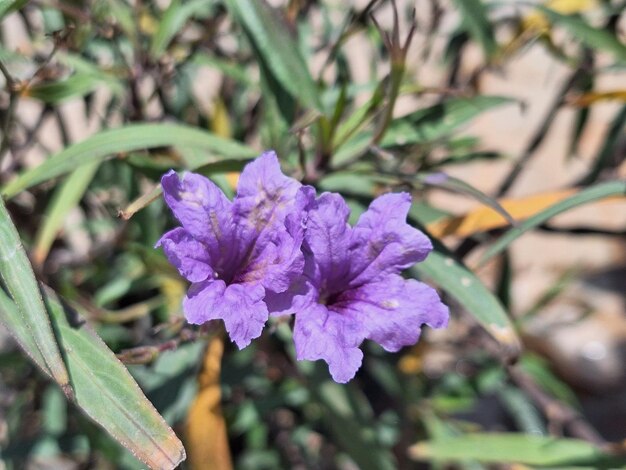 a purple flower with a spider on it